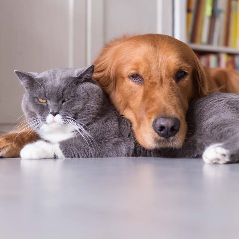 Produits vétérinaires